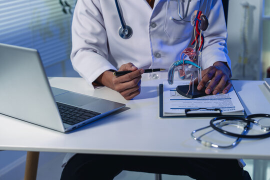 Urologist holding male reproductive system anatomical model and explaining prostate health during consultation in clinic