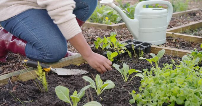 Using trowel to loosen soil, gardener is transplanting seedlings into raised bed to form row