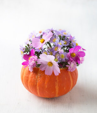 Autumn still life with bright pink cosmos and purple asters inside an orange pumpkin on a white wooden background.