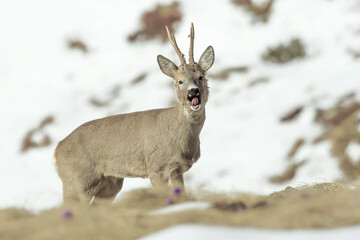 Barking Male European Roe deer (Capreolus capreolus), Alps Mountains, Piedmont, Italy.  © Dario