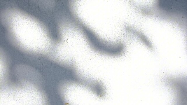 Tree branch leaves shadow silhouette swaying on white plaster wall in sunlight
