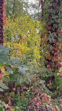autumn in the forest