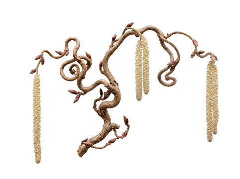 Twisted branch of a contorted hazel tree with hanging catkins isolated on transparent background