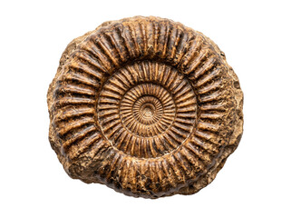 Detailed top view of a fossilized ammonite shell isolated on a clean white studio background © Gandalf