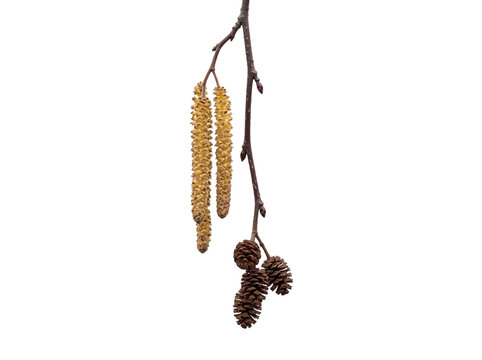 Alder tree branch with yellow catkins and small brown cones isolated on a plain transparent background