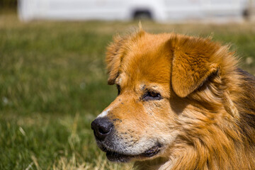 Close up profile portrait of a fluffy ginger stray dog with beautiful golden fur sitting outdoors. © Kiril