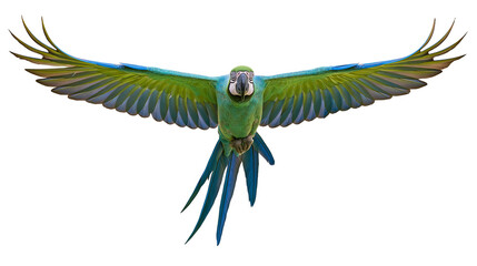 Vibrant green and blue macaw parrot flying with wings spread wide © Michal