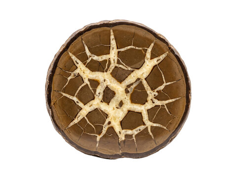 Polished septarian nodule specimen with intricate calcite veins isolated on transparent background