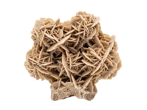 Desert rose crystal cluster with intricate petal formations isolated on a clean transparent background