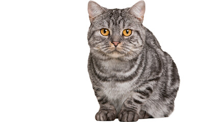 Grey tabby cat with amber eyes sitting and looking forward © Michal