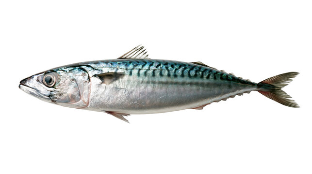 Fresh Atlantic mackerel fish with iridescent blue and silver scales