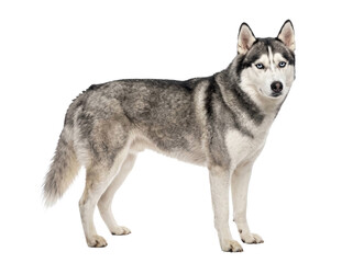 Full body portrait of a majestic Siberian husky standing against a transparent background © Gandalf