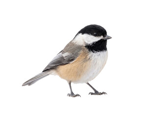 Black-capped chickadee perched on a transparent background for detailed wildlife nature photography © Gandalf