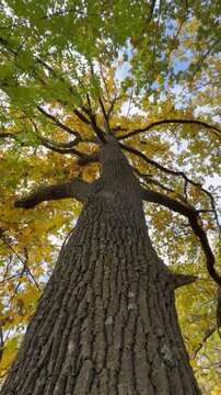 tree in the forest