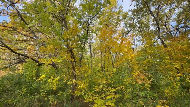 autumn leaves in the forest