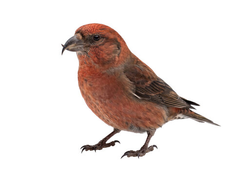Red crossbill bird isolated on transparent background with detailed plumage and unique crossed beak