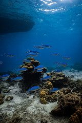 School of blue fusilier fish swimming over coral reef under boat hull silhouette. © PIPE DIVE UNDERWATER