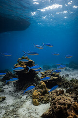 School of blue fusilier fish swimming over coral reef under boat hull silhouette. © PIPE DIVE UNDERWATER