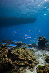 School of blue fusilier fish swimming over coral reef under boat hull silhouette. © PIPE DIVE UNDERWATER