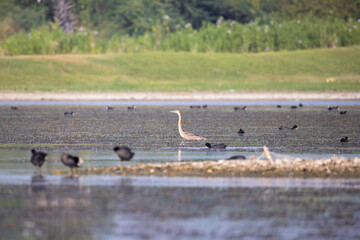 Fototapeta premium Peaceful photograph of an Oriental purple heron standing calmly on the surface of a quiet lake, surrounded by little egrets, common coots, and other water birds. 