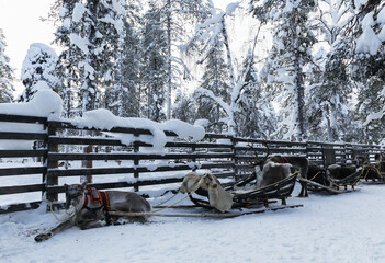 Finnish reindeer harnessed to a sled in winter corral © Krafla