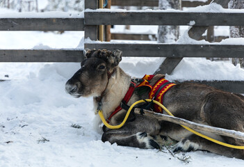 Reindeer in traditional harness lying on snow in Northern Lapland © Krafla