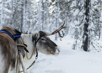 Reindeer with antlers harnessed to a sled in snowy winter forest © Krafla