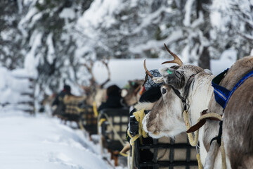 Traditional reindeer sledding experience in snowy winter forest in Lapland © Krafla