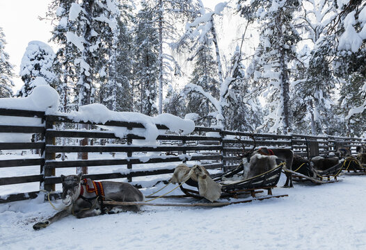 Finnish reindeer harnessed to a sled in winter corral