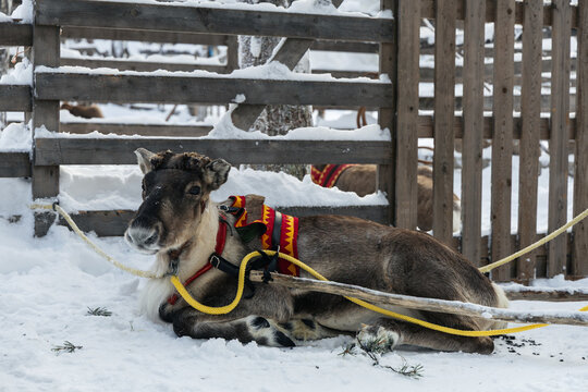 Reindeer in traditional harness lying on snow in Lapland