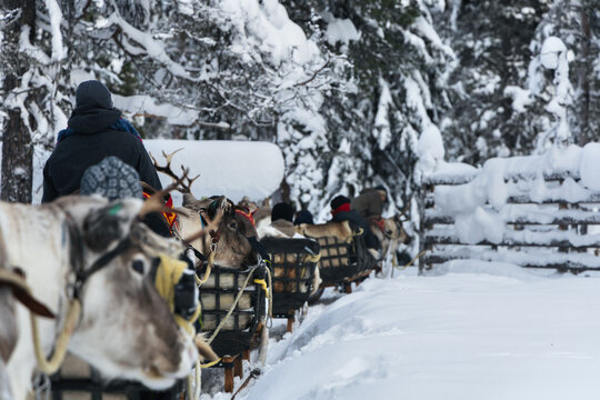 Traditional reindeer sledding experience in snowy winter forest