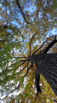tree in the park