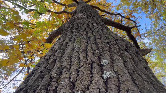 old tree trunk