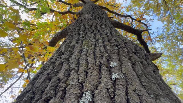 woodpecker on tree