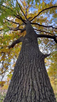 tree in autumn