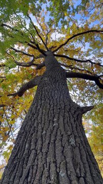 tree in the park