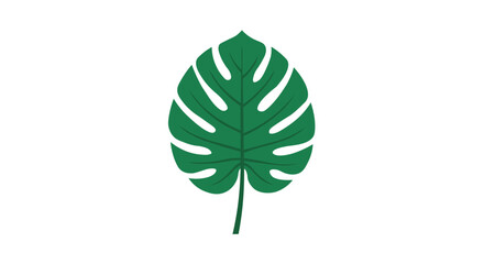 Minimalist green monstera deliciosa leaf vector illustration featuring clean lines and tropical botanical design elements isolated on a plain white background © Somrat
