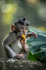 Cute baby macaque monkey holding and eating banana peel in Sacred Monkey Forest, Ubud, Bali © ukasz