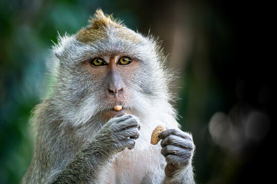 Close up portrait of adult macaque monkey holding and eating a peanut in Ubud, Bali, Indonesia
