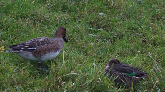 A female Eurasian wigeon or European wigeon (Mareca penelope) foraging in a meadow.