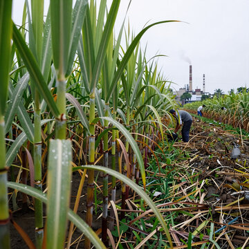 Sketch Factory Agriculture. Sugarcane Cultivation For Sugar Production In The Food Industry, Encompassing Tropical Fields And Global Impacts, From Farm To Factory