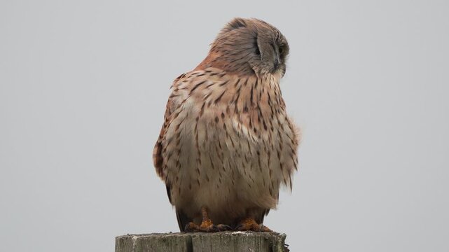 A common kestrel (Falco tinnunculus) inspecting its surroundings in winter while sitting on a wooden pole