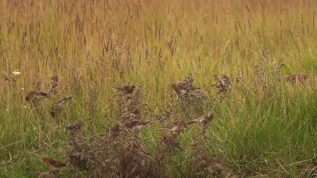A group of twites (Linaria flavirostris) foraging in thistles