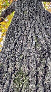 tree bark texture