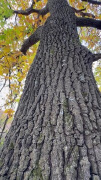 old tree trunk