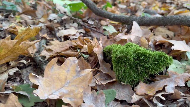 moss on the tree