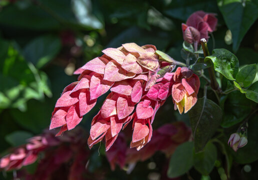 Shrimp plant (Justicia brandegeeana)