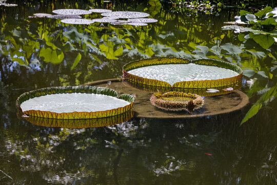 Santa Cruz water lilies (Victoria cruziana)