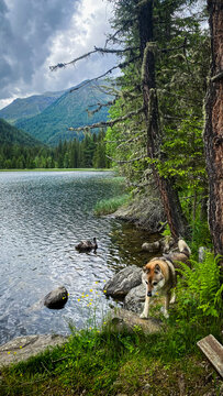 Wolfdog standing by a beautiful mountain lake in the Alps