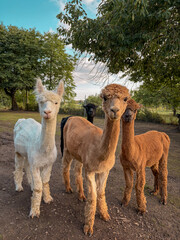 Fototapeta premium Four Domestic Alpacas of Different Colors